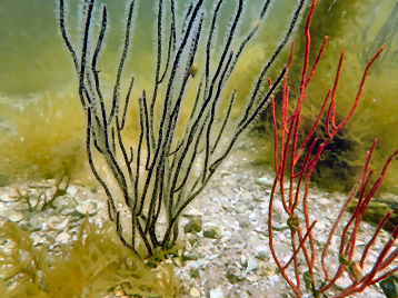 Cockroach Bay Aquatic Preserve